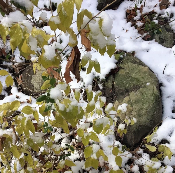 winter woods 8.jpg