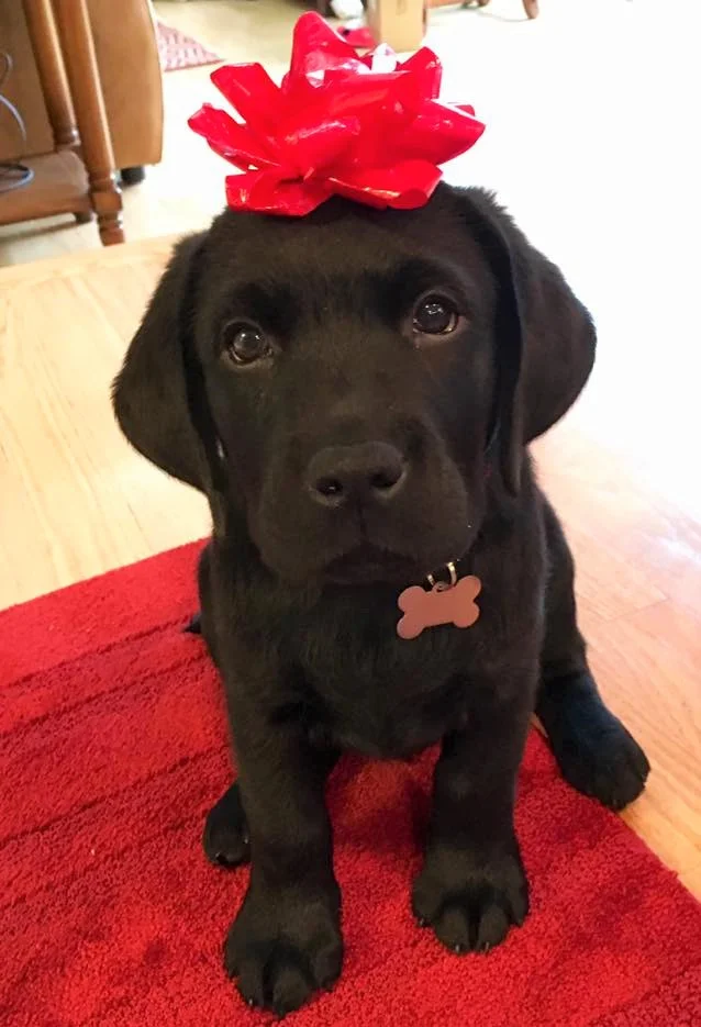 bow for puppy present