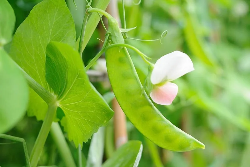 Peas