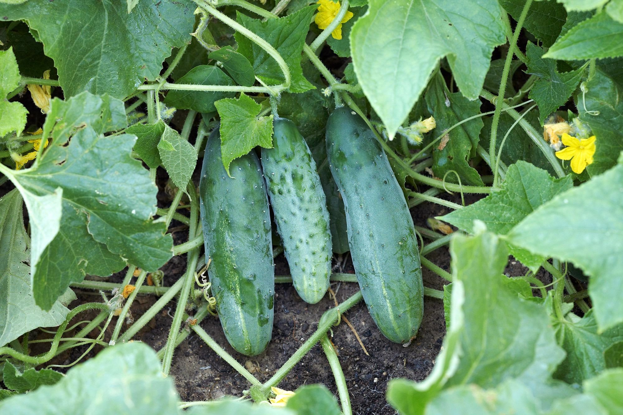 Cucumber