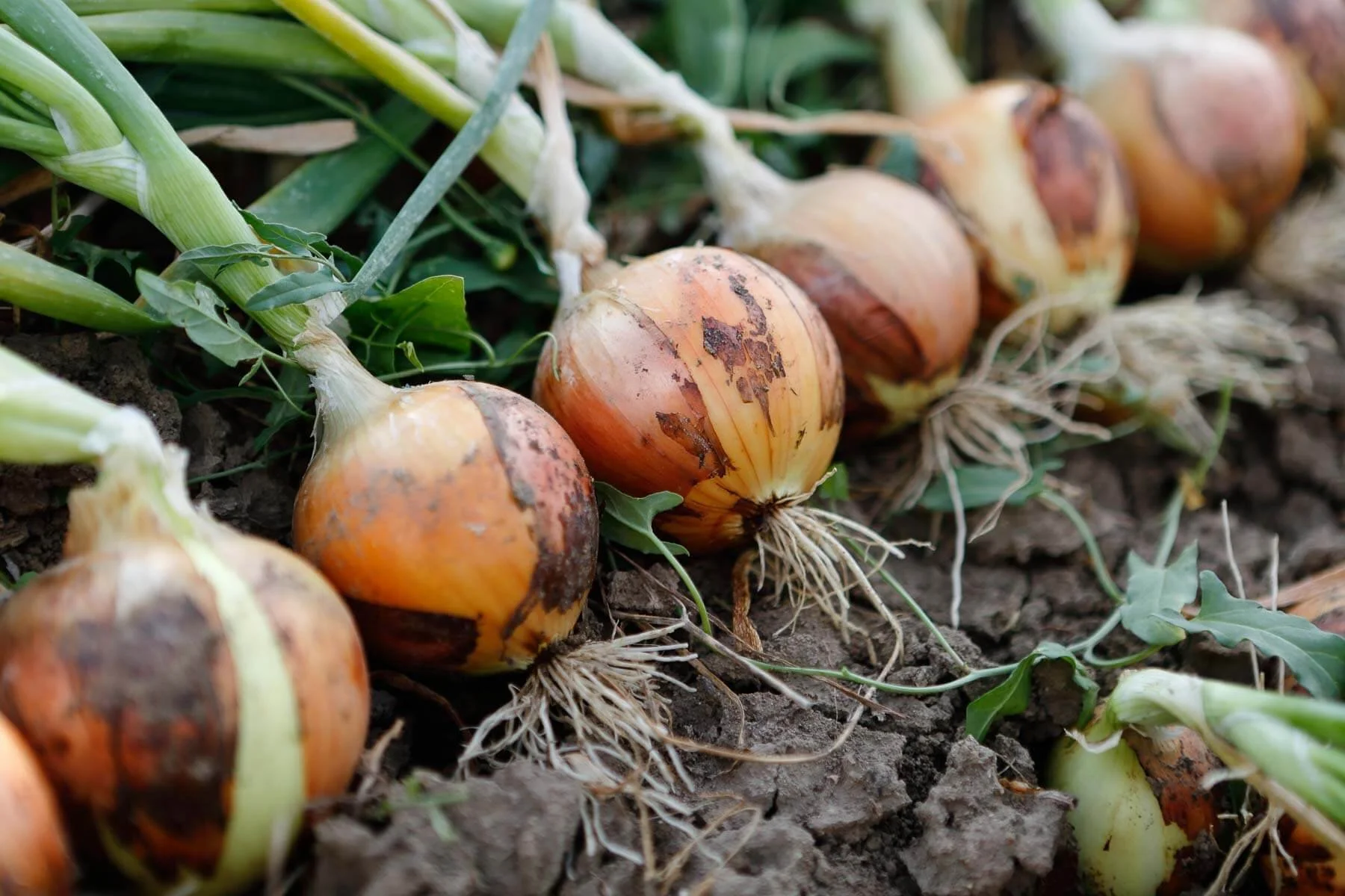 Onions