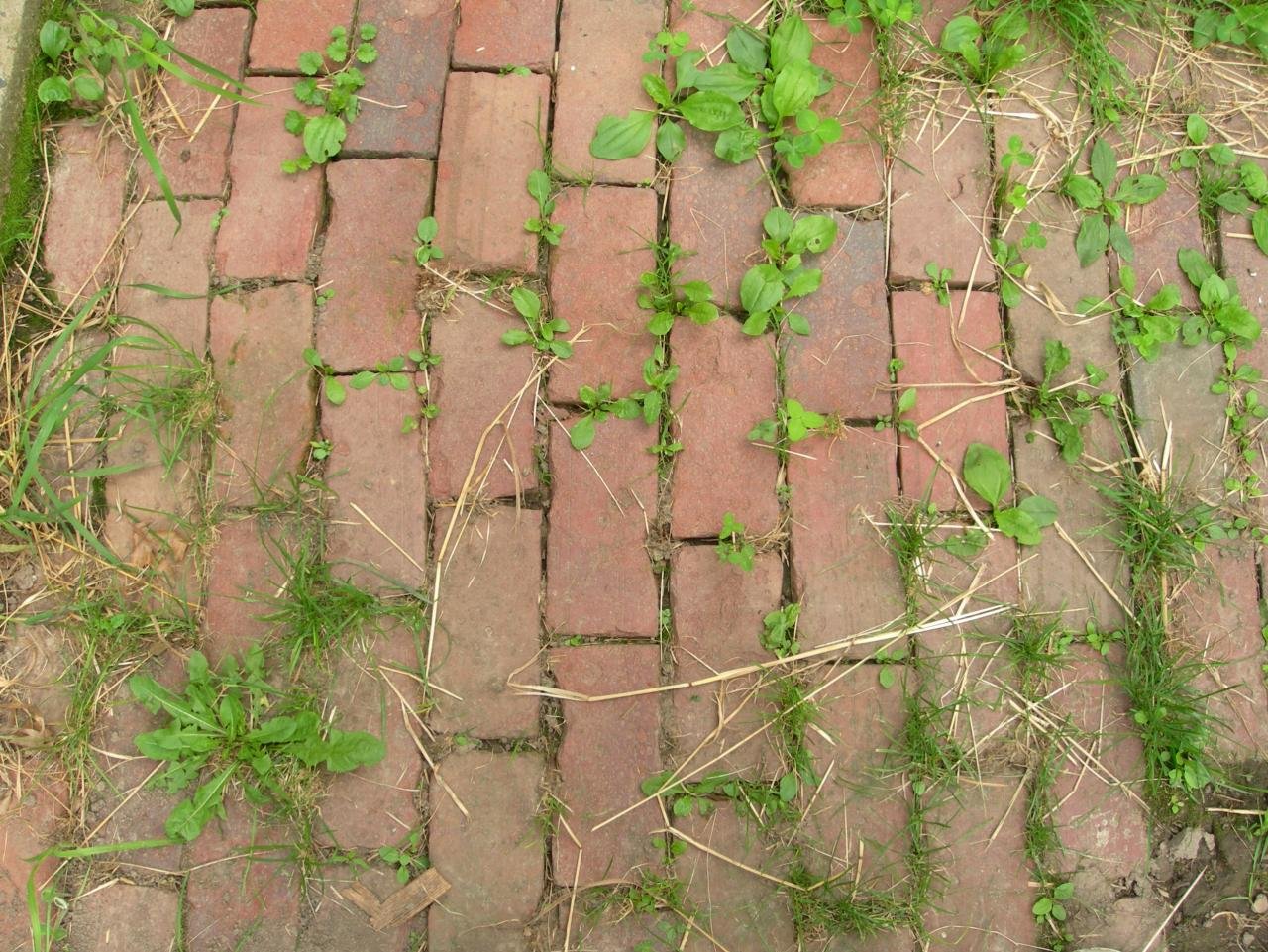 Time for Weed Killer