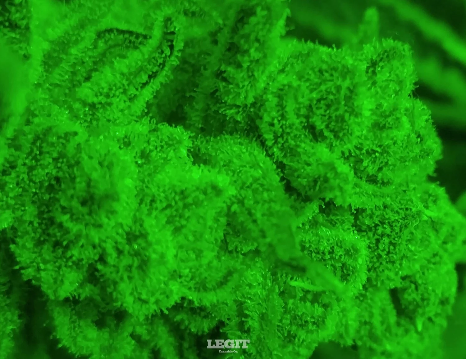 Greenmacrow[1].jpg