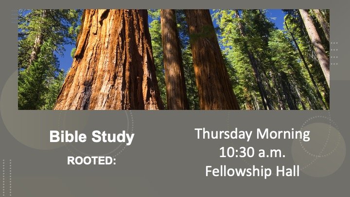 Rooted.jpg