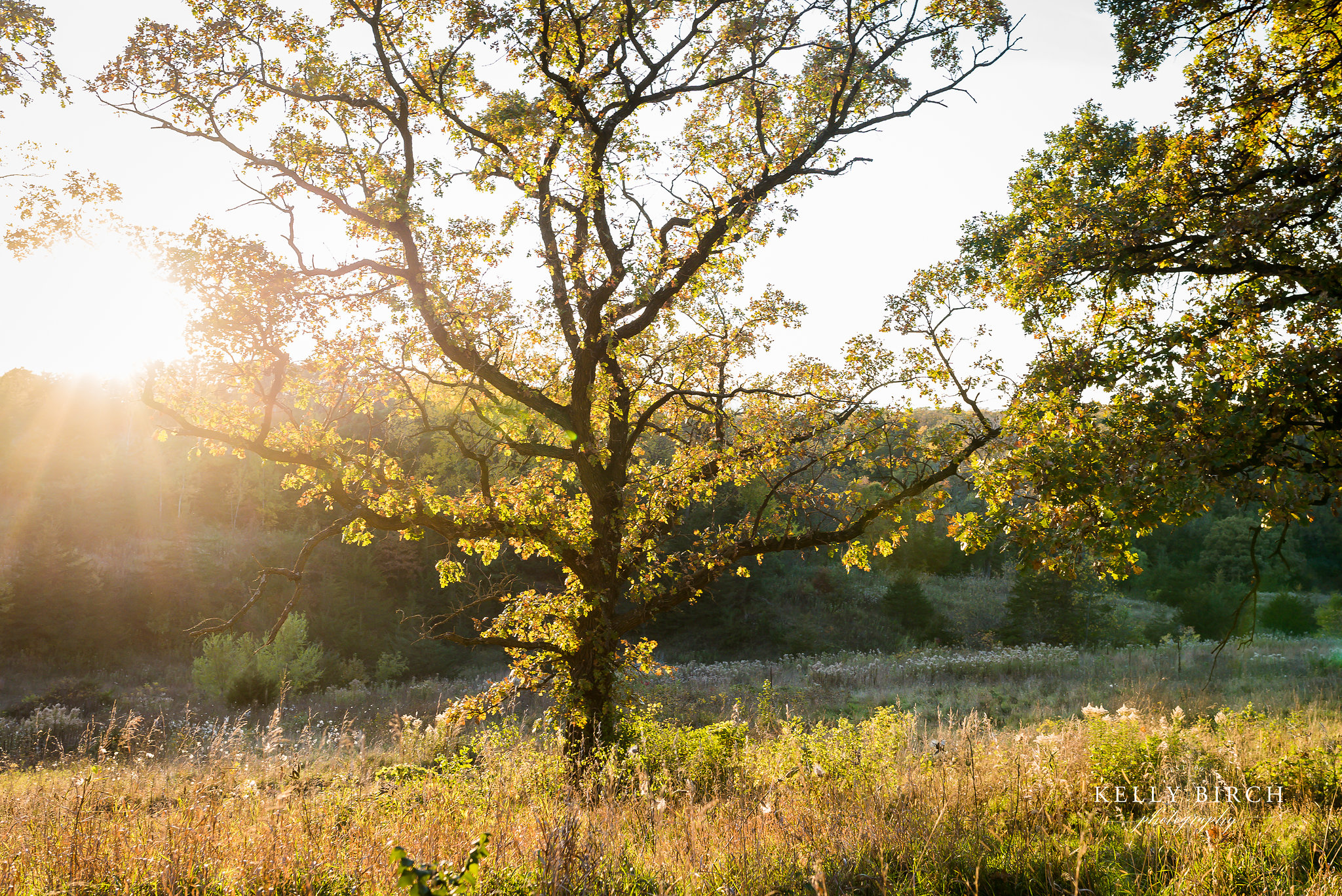 Pasture Sunset 2.jpg