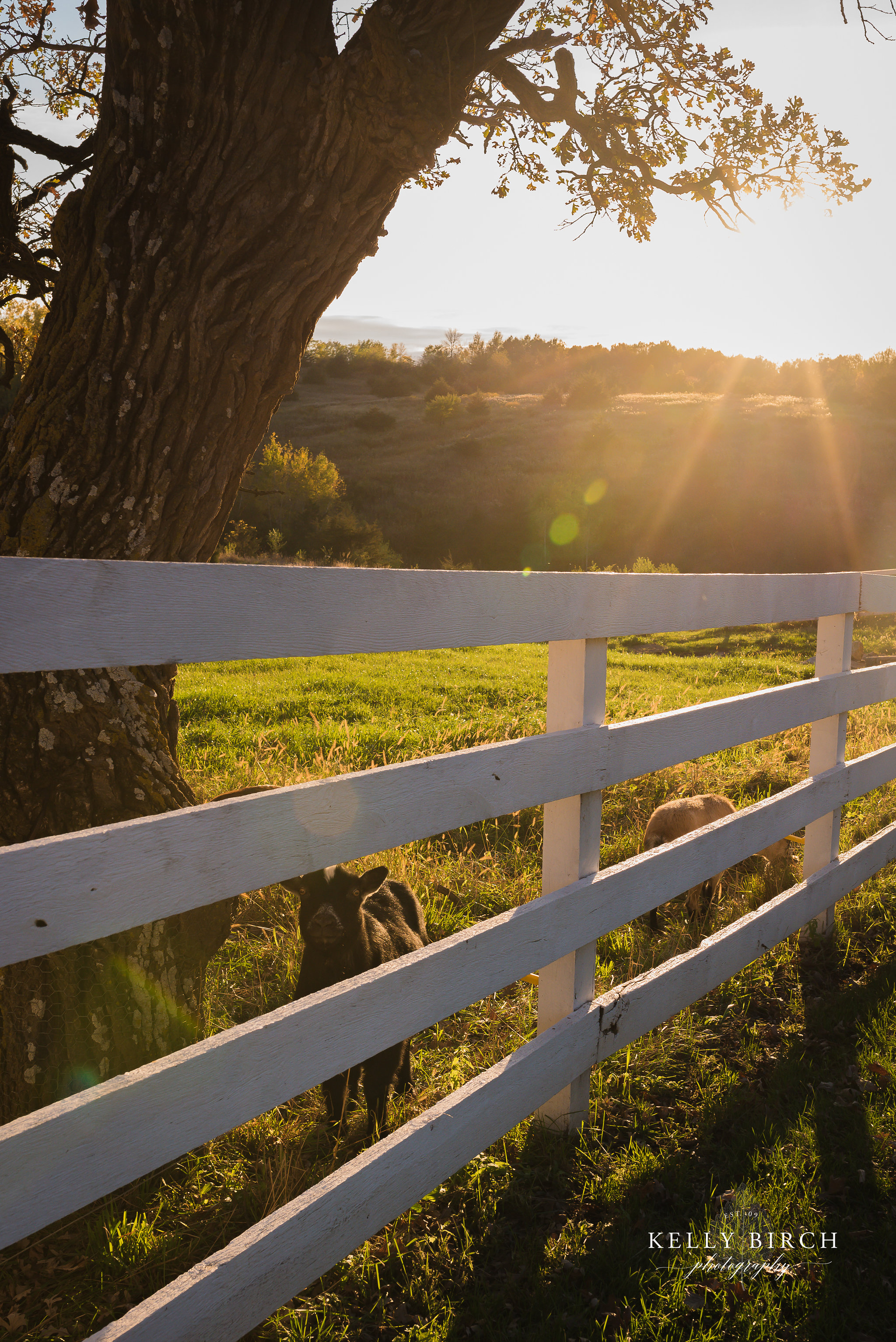 Goats at Sunset.jpg