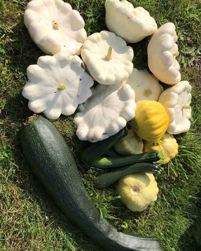 Who knows what a glut is? This is the result of our attempt at growing a variety of squashes and this is just today&rsquo;s pick. Any recipes welcome #vegetablegrowing #bedandbreakfast #ruralretreat #Lavenham #Suffolk #summer #fruitsofoneslabour