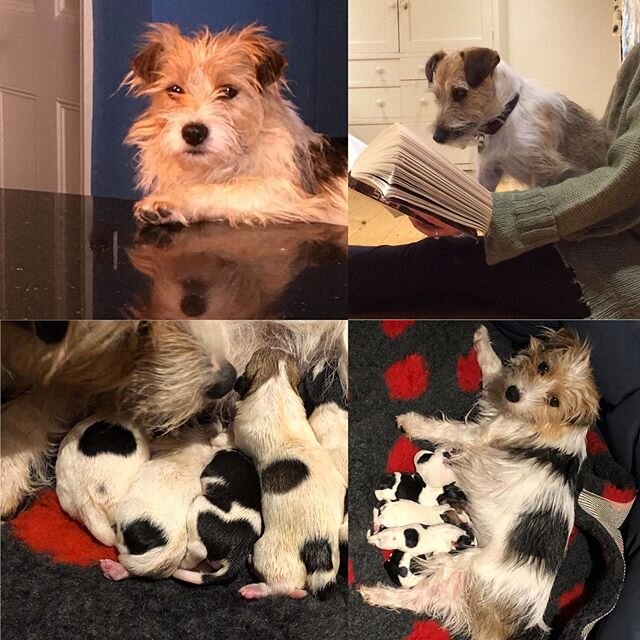 Ratty Wells and Winston Lawrence are delighted to announce the births of 1 girl and 4 boys. All are healthy and mum doing well. If you are interested in having an adorable Jack Russell in your lives, phone number in bio &bull;
&bull;
&bull;
&bull;
&b