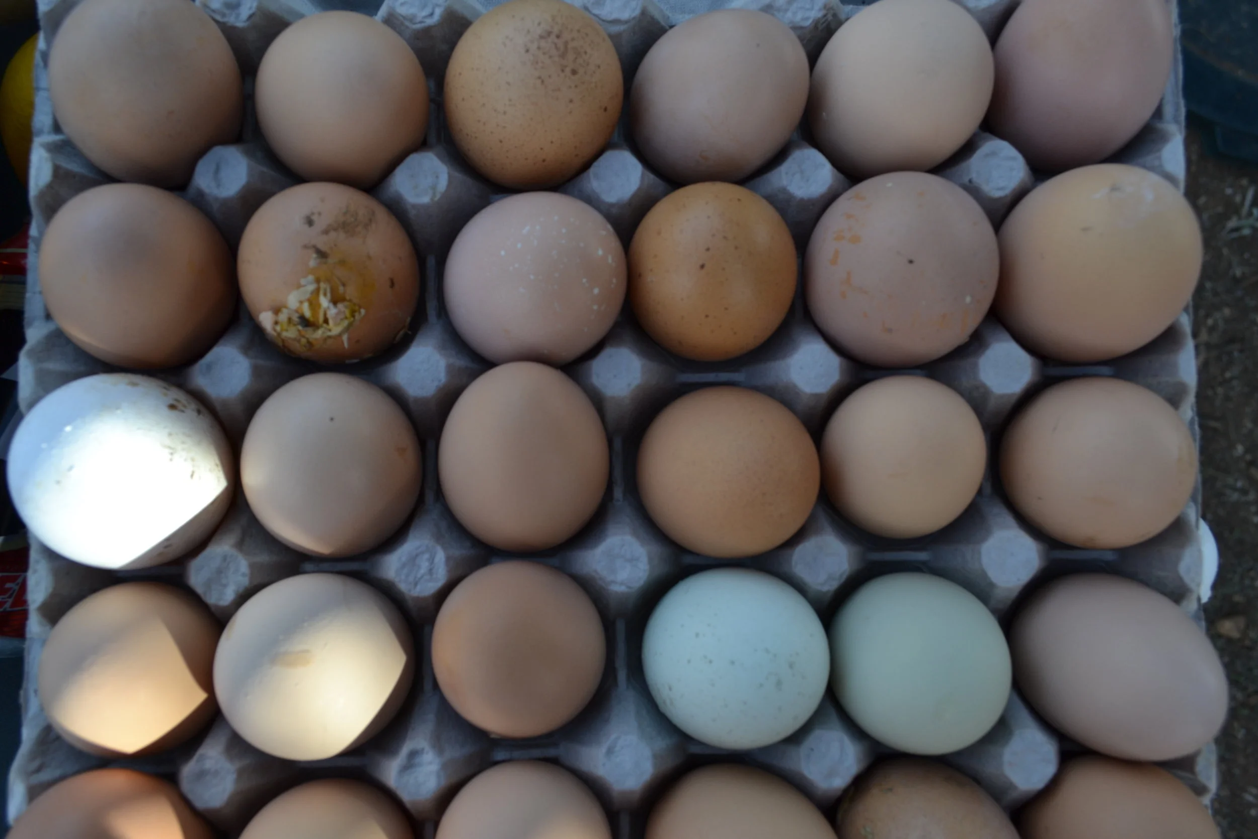 EGGS: "CAGE FREE" VS CONVENTIONAL