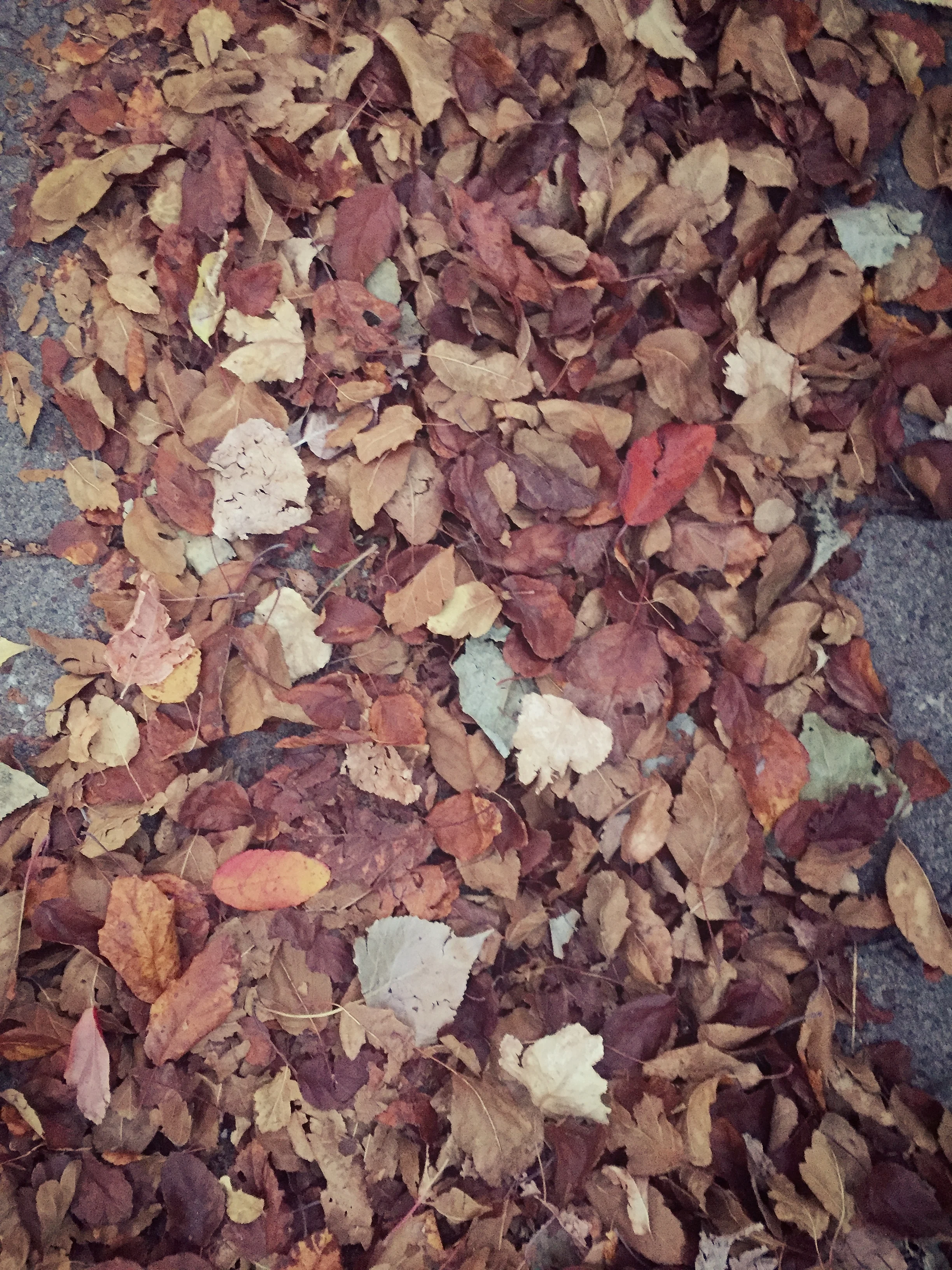 LEAVE YOUR LEAVES- Essential Superfood For Your Garden