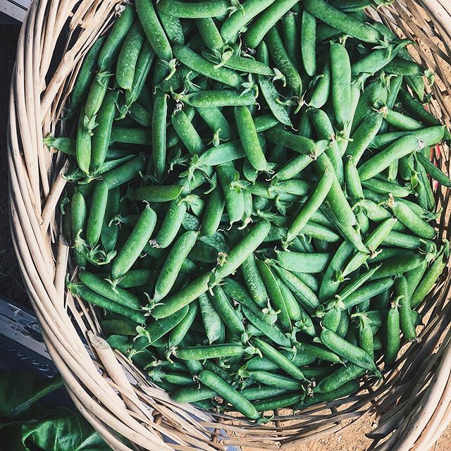 ::P E A S::
First peas from the farm this summer! This wasn&rsquo;t even all of them. Peas are one of my favorite things to grown in the garden. They are pretty care free as long as seeds are sewn in moderate temperatures so they can germinate proper