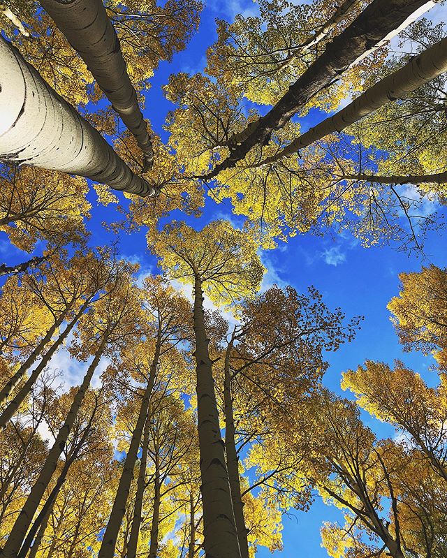 &ldquo;Fall is proof that change is beautiful&rdquo;🍁🍂
&bull;
&bull;
&bull;
&bull;
&bull;
#harvestingroots #connectwithnature #seasons #fall #embracechange #mindfulliving #getoutside #neature #aspens #arizona #highaltitude #grow #protectthesacred #