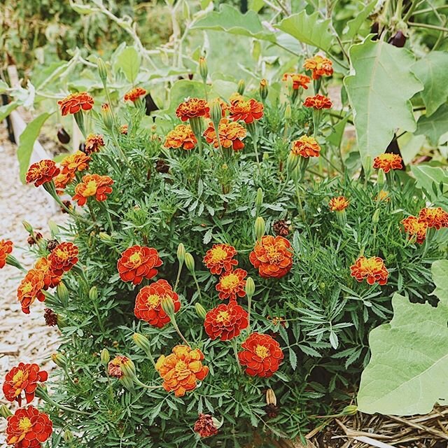 #Marigolds are one of the most underrated flowers in the #garden , yet one of my favourites! 🌼 These beauties are great for enhancing the growth of basil, broccoli, cabbage, kale, potatoes, squash and tomatoes when planted near by.

Marigolds also a