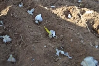 How and when to grow Garlic