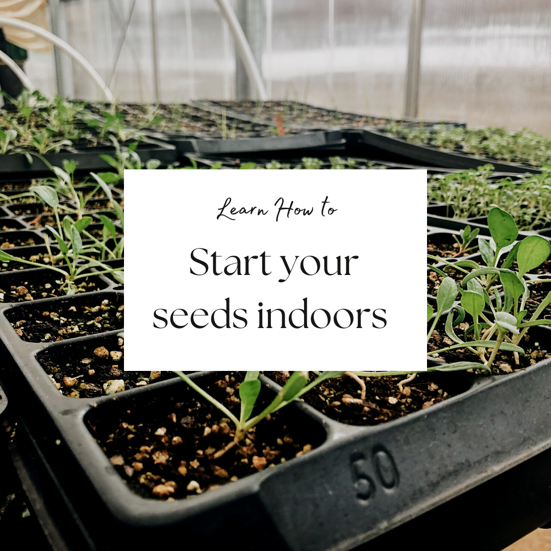 Starting Seeds Indoors — Harvesting Roots