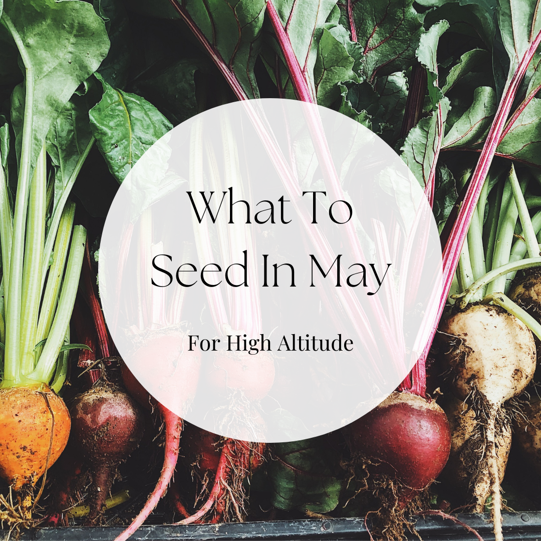 10 Veggies To Plant In May