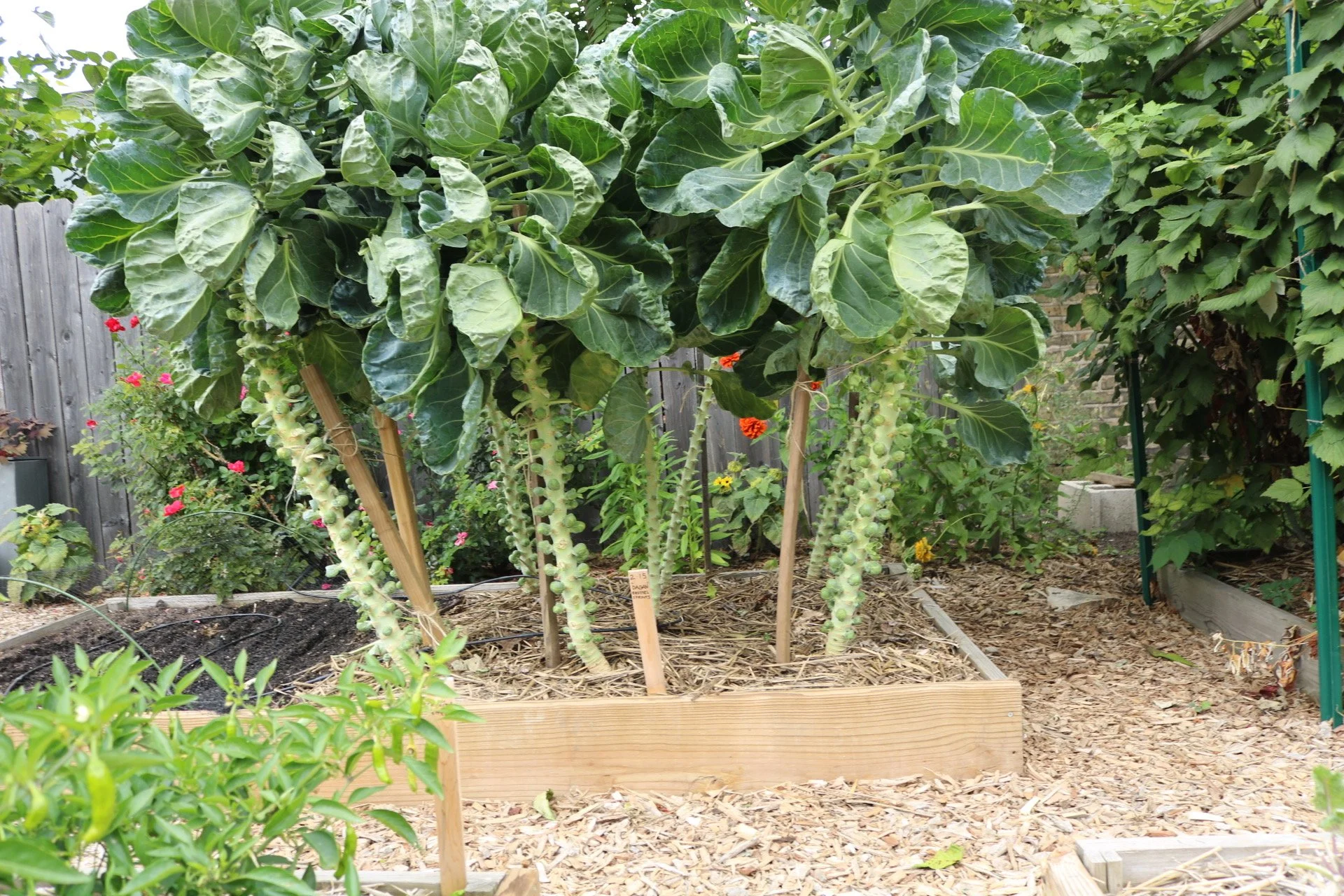 6174664576_IMG_1276.JPG