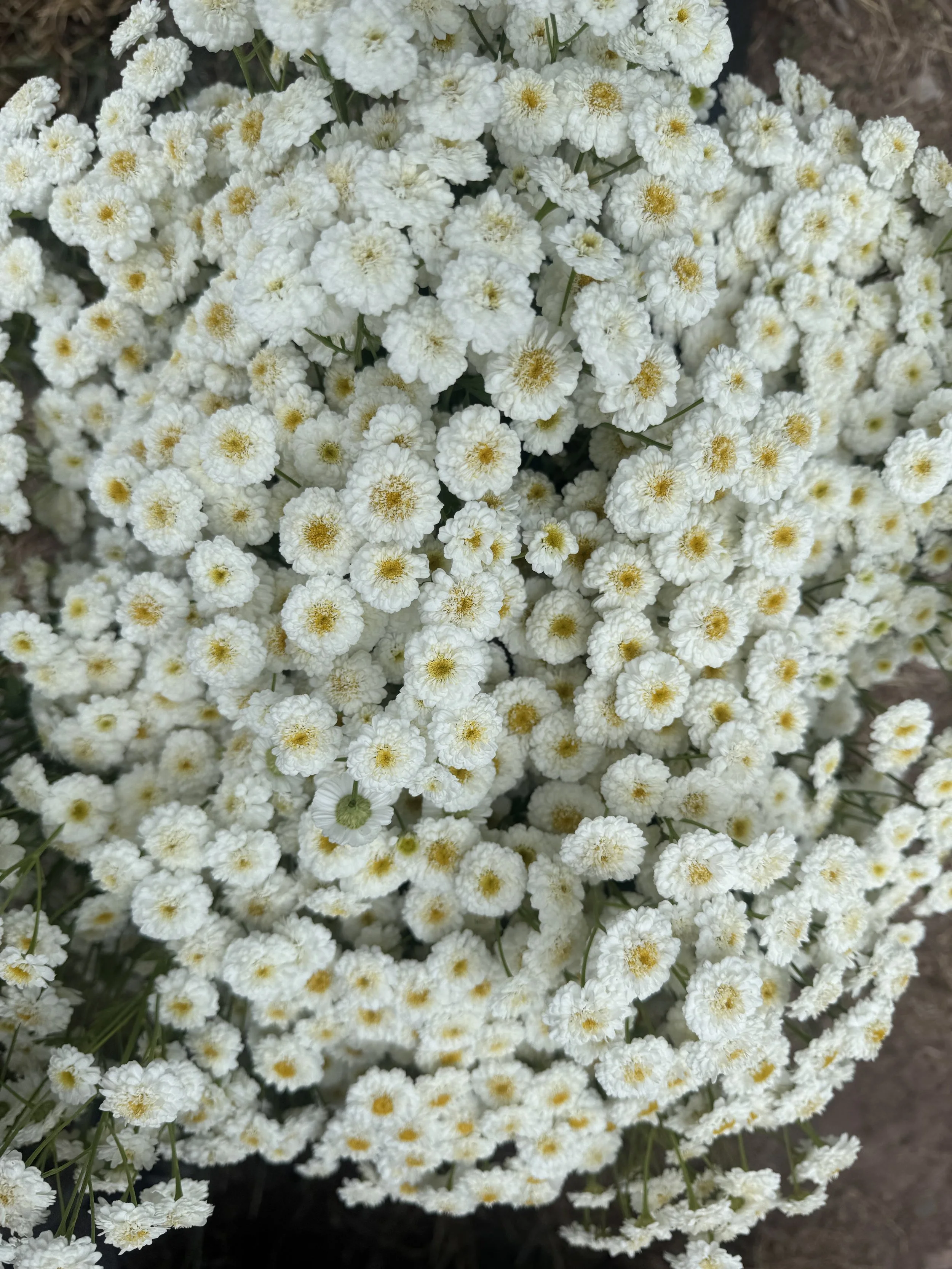 IMG_0103.jpeg