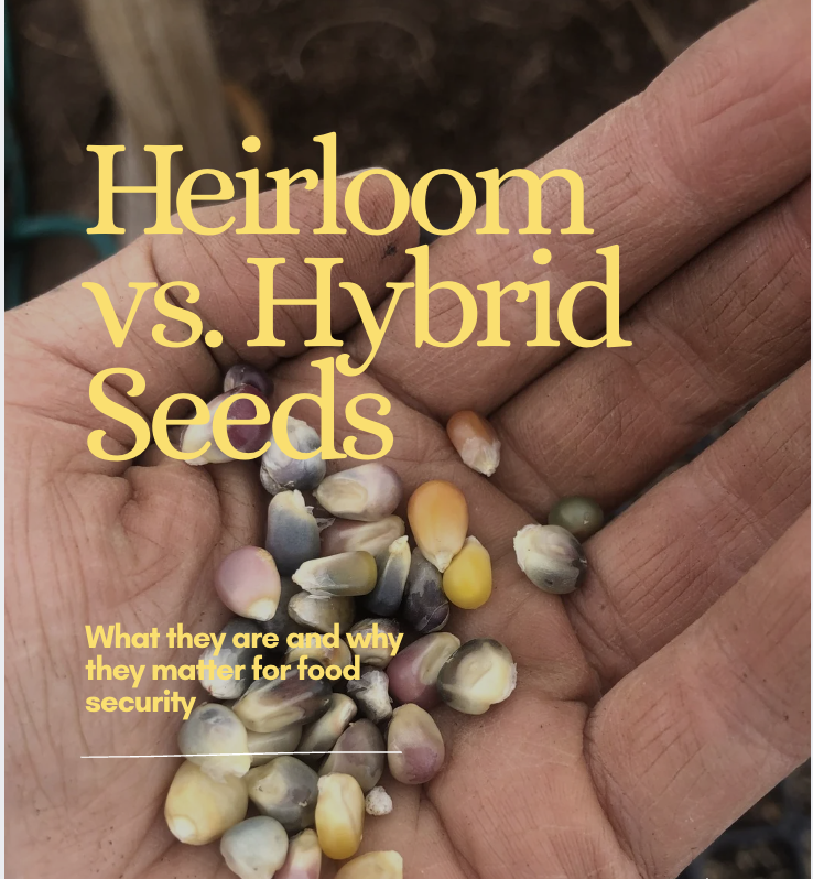Heirloom Seeds vs. Hybrid Seeds: Which Is Better for Your Garden?
