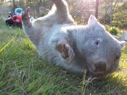 Wombat.jpeg