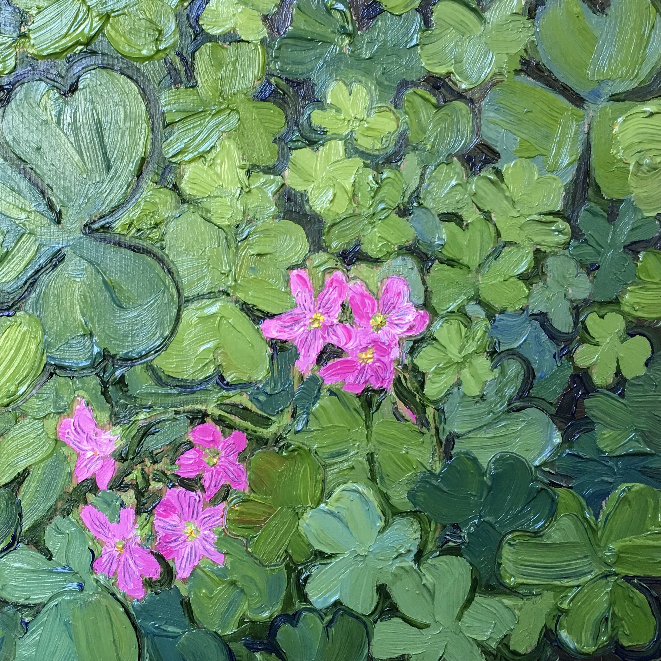 Pink Sorrel