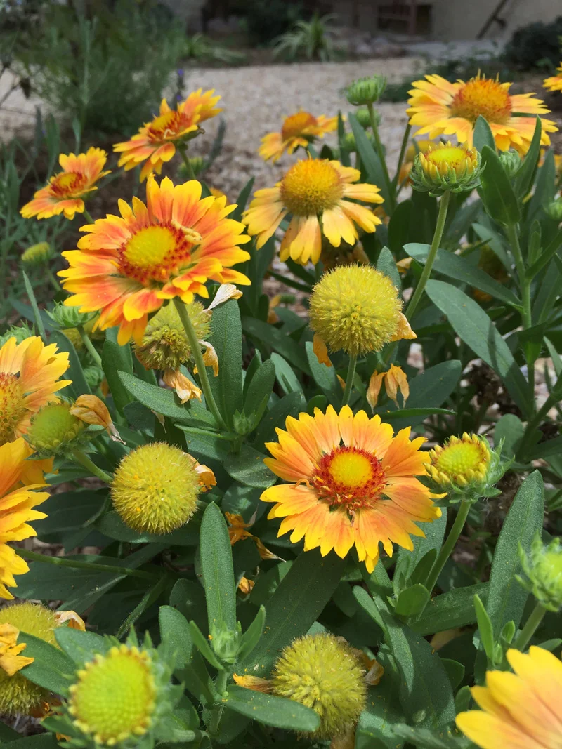 Details Gracescapes Design