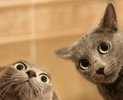 cat.jpeg