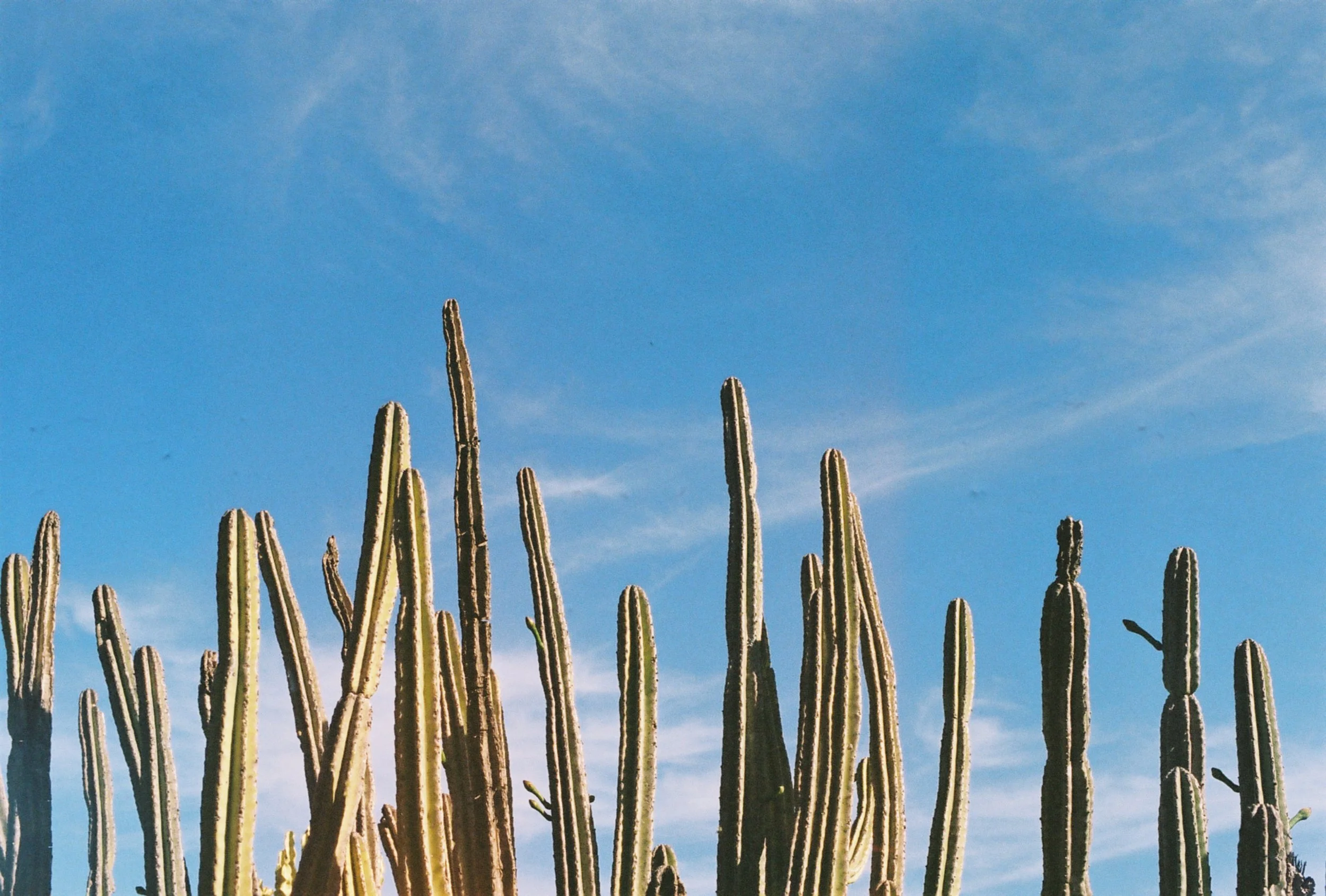 Film Photos For Website-65.jpg