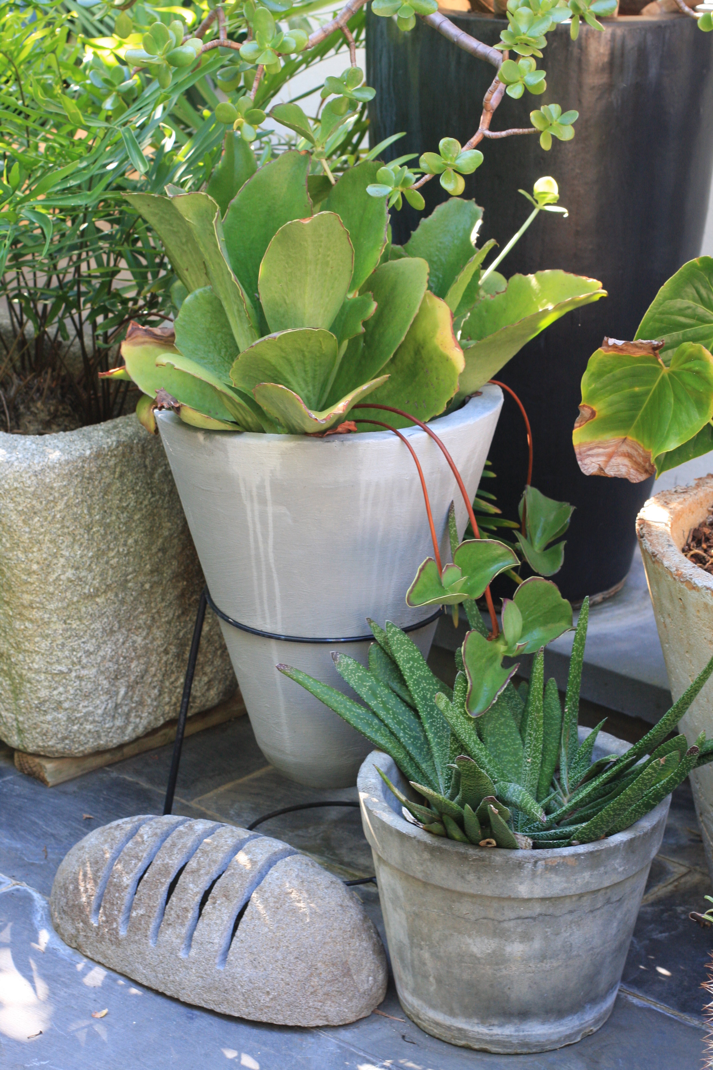 Cottesloe Rosser St 2.JPG