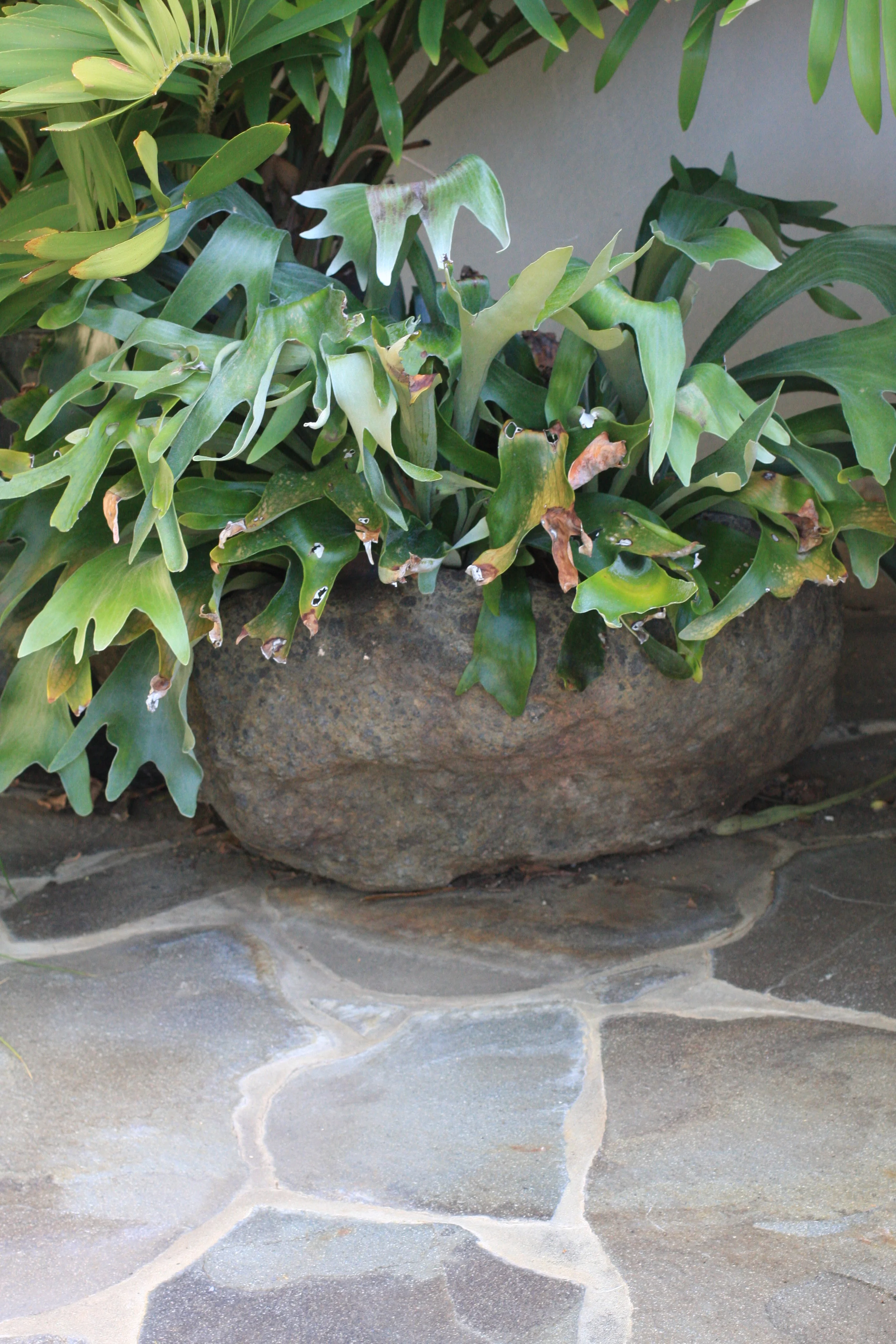 Cottesloe Rosser St 5.JPG