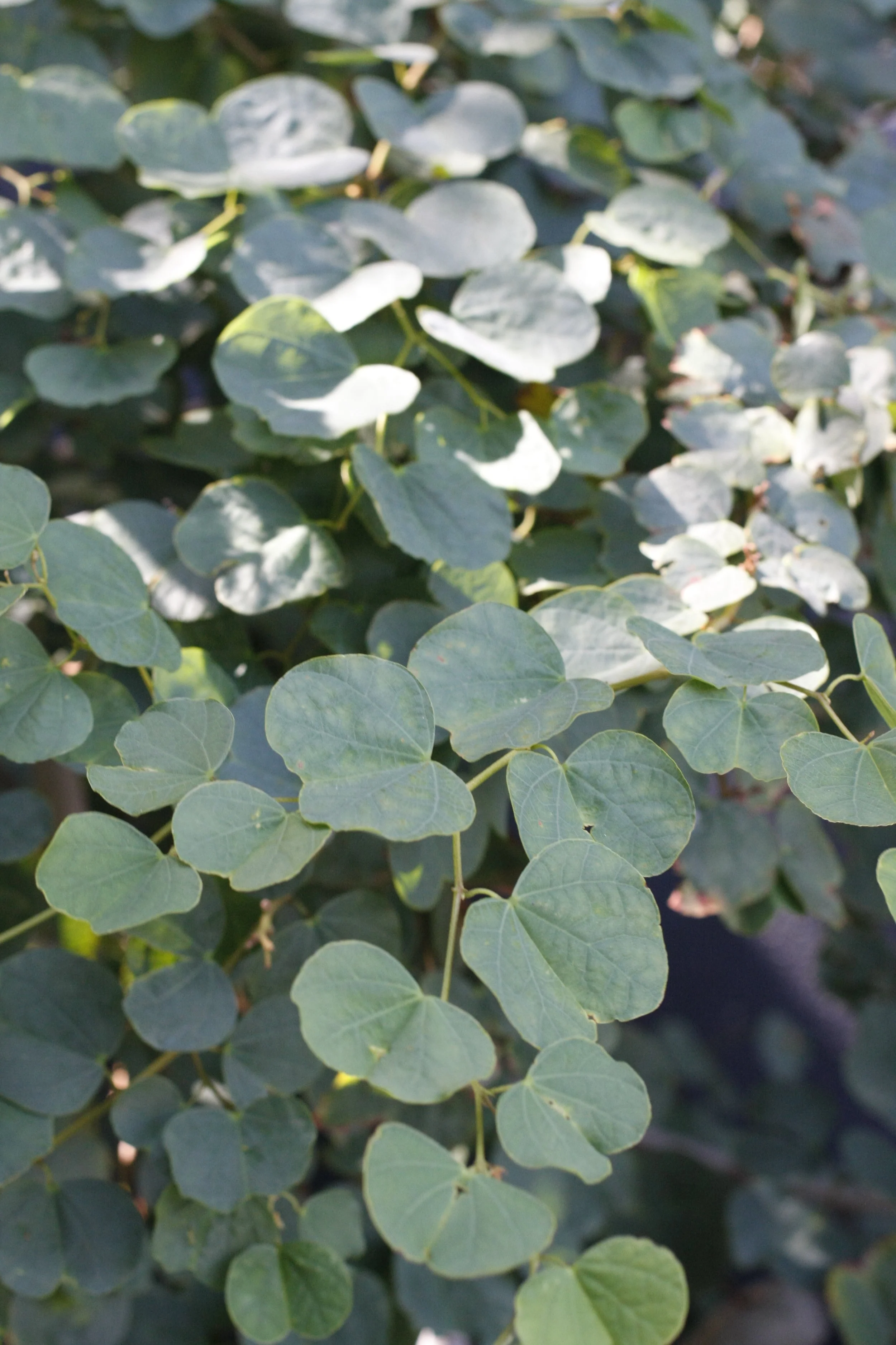 Leake St Peppermint Grove 3.JPG