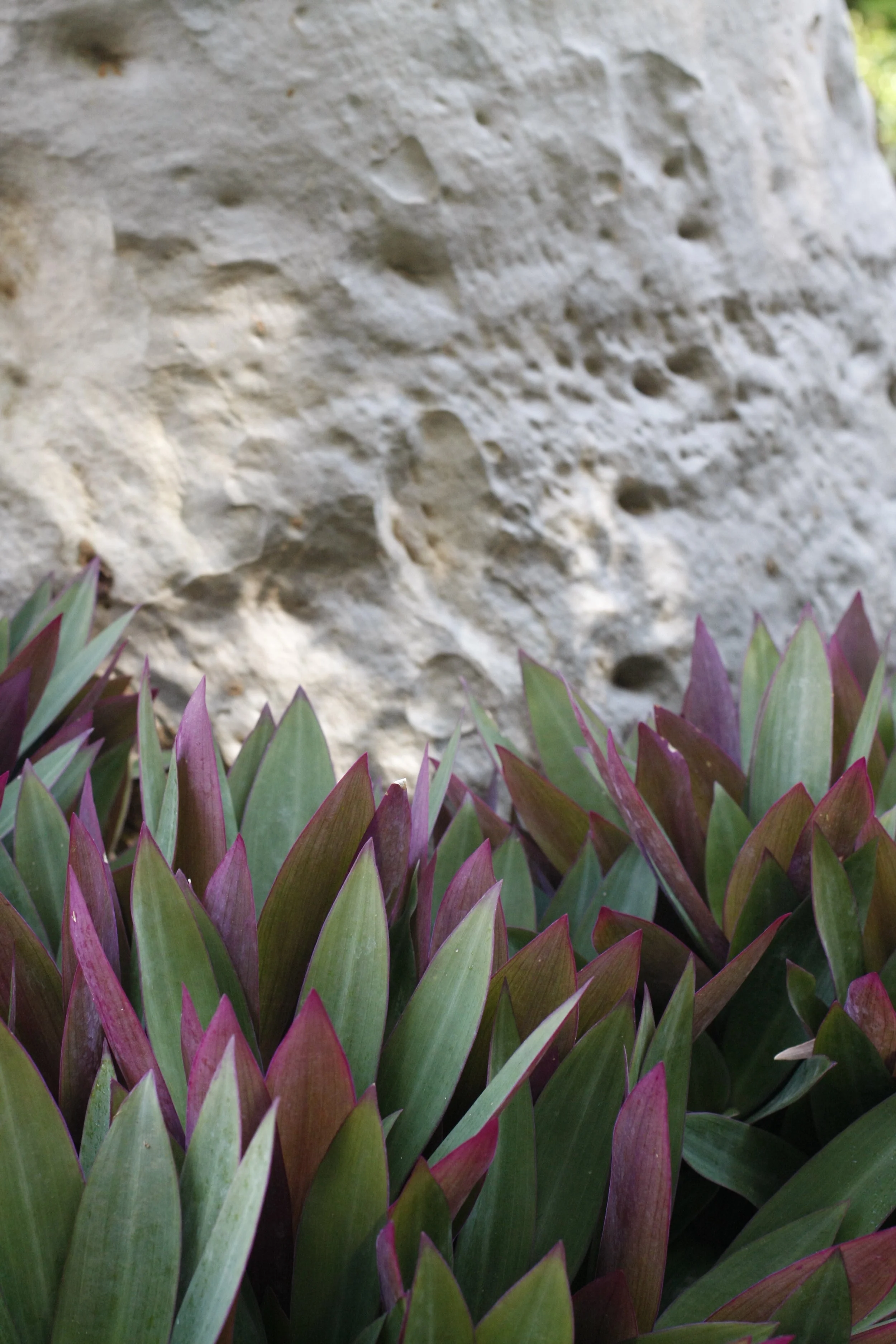 Leake St Peppermint Grove 5.JPG