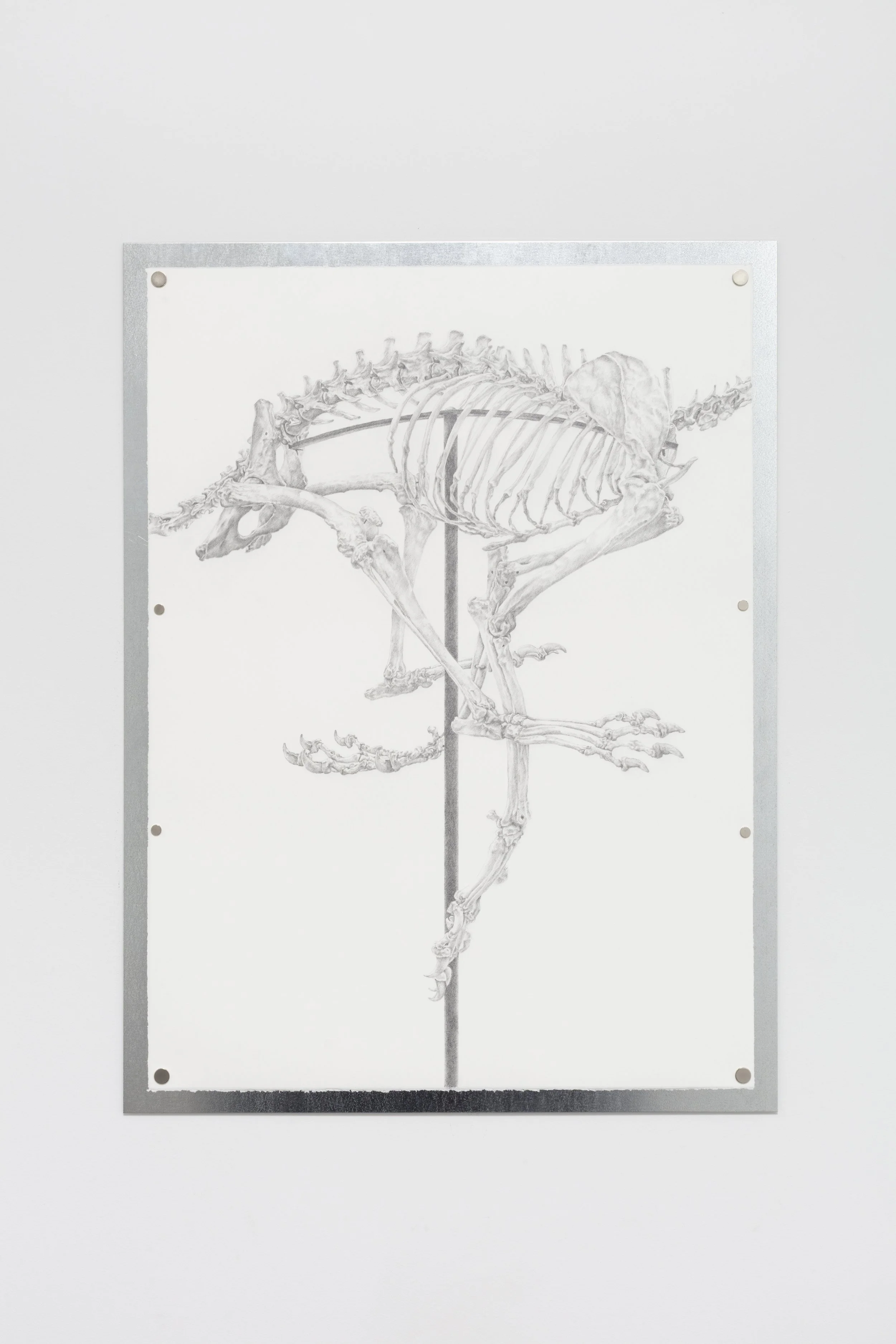   Natural History   2025  Graphite on Arches paper with galvanized steel display structure and magnets  22 x 30 inches 