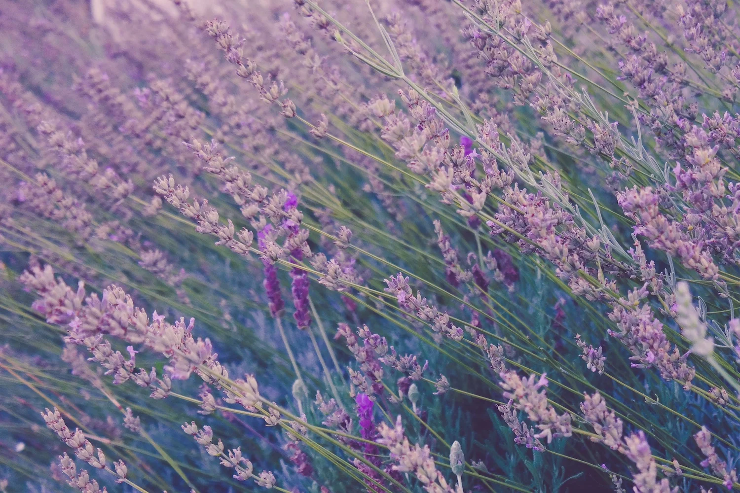 lavendar-flowers2-mw016eyvxlc-a-fox.jpg