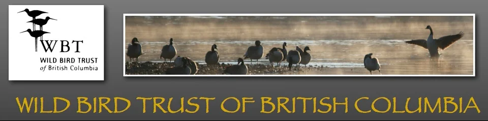 Wild bird trust of bc.jpg