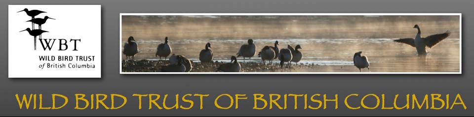 Wild bird trust of bc.jpg