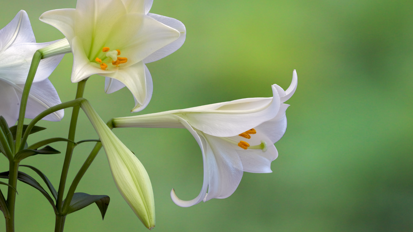 2026.04.05 Easter image - small.png