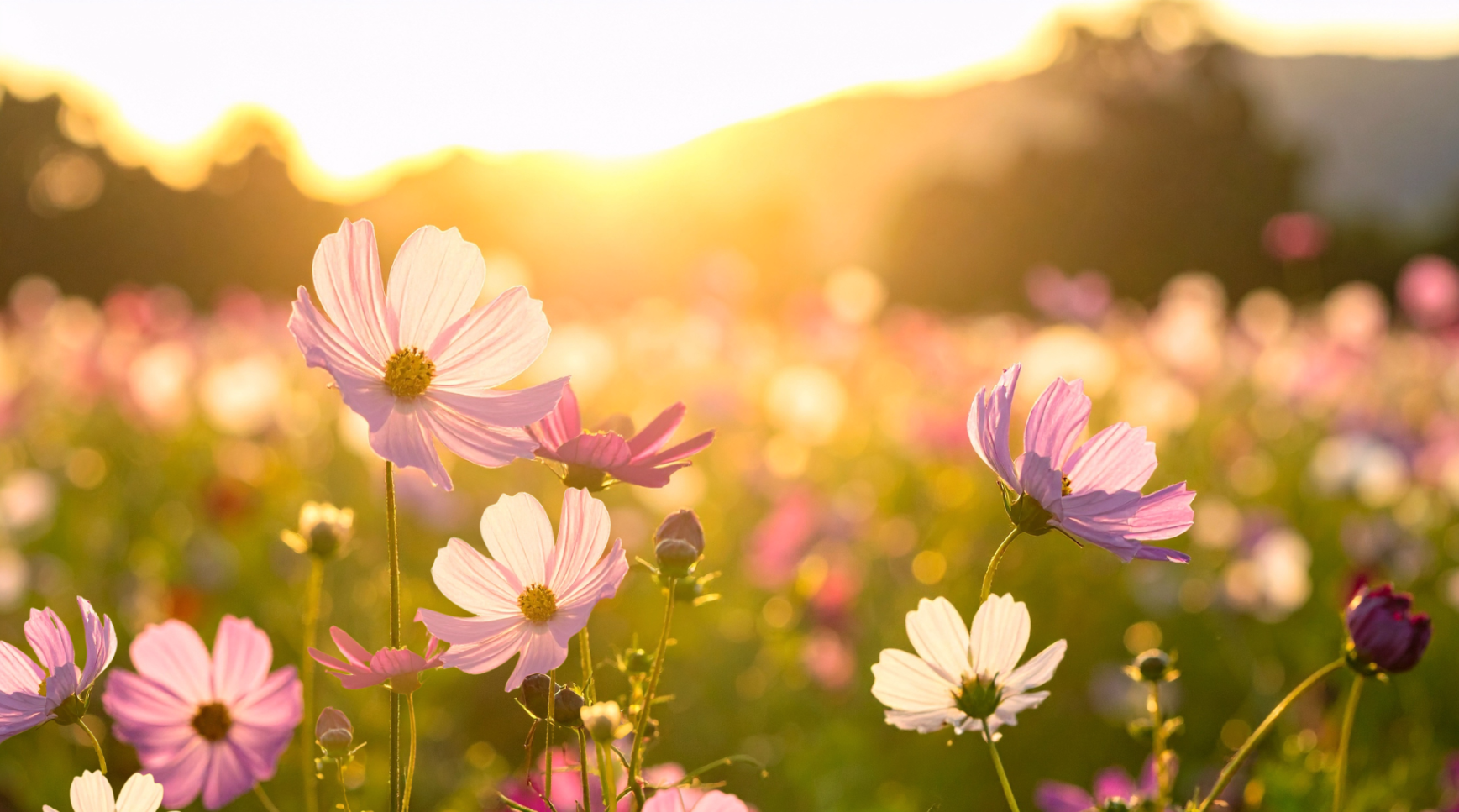 2026.06.21 Flower Communion image.png
