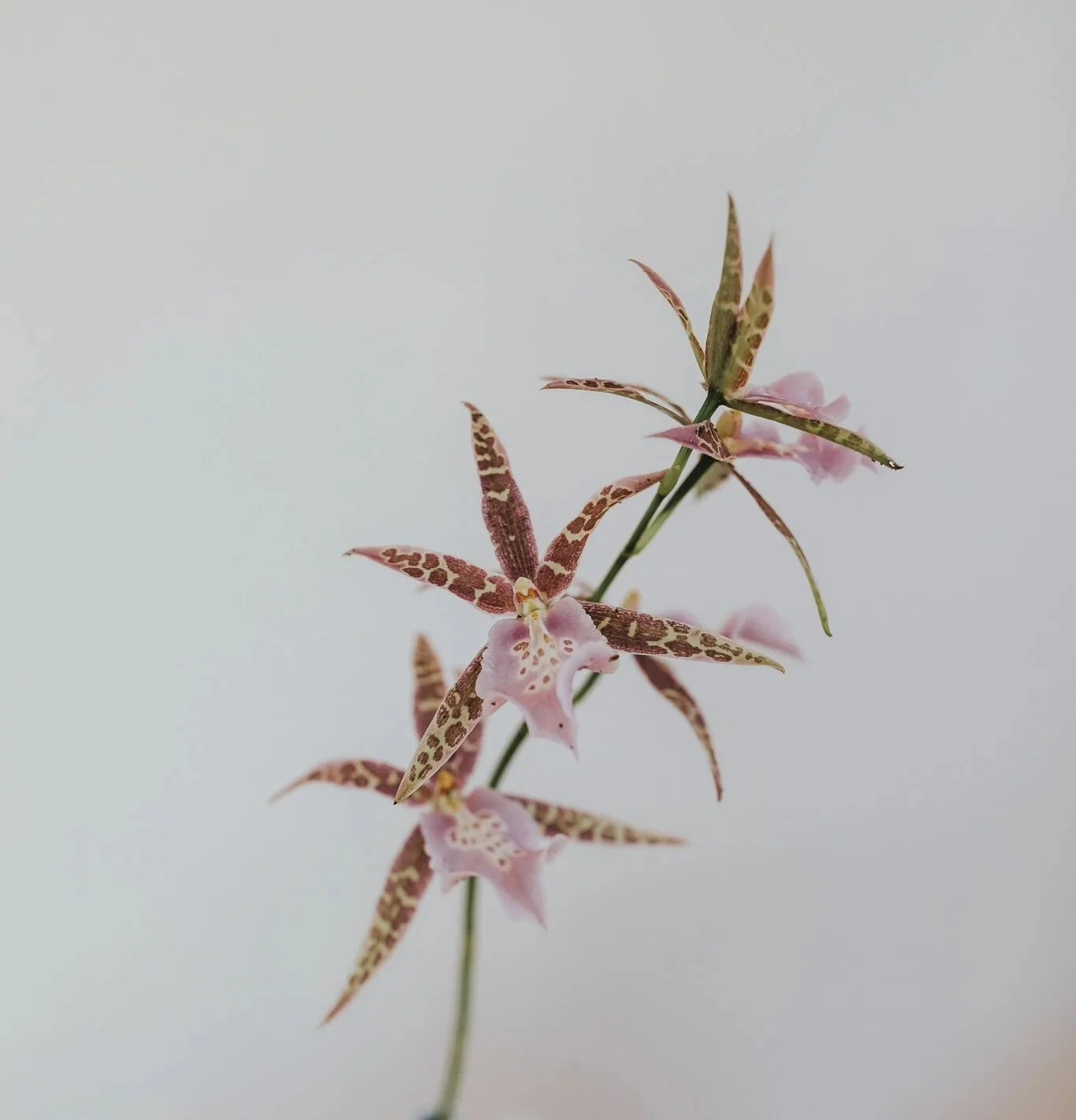 Brisbane wedding florist