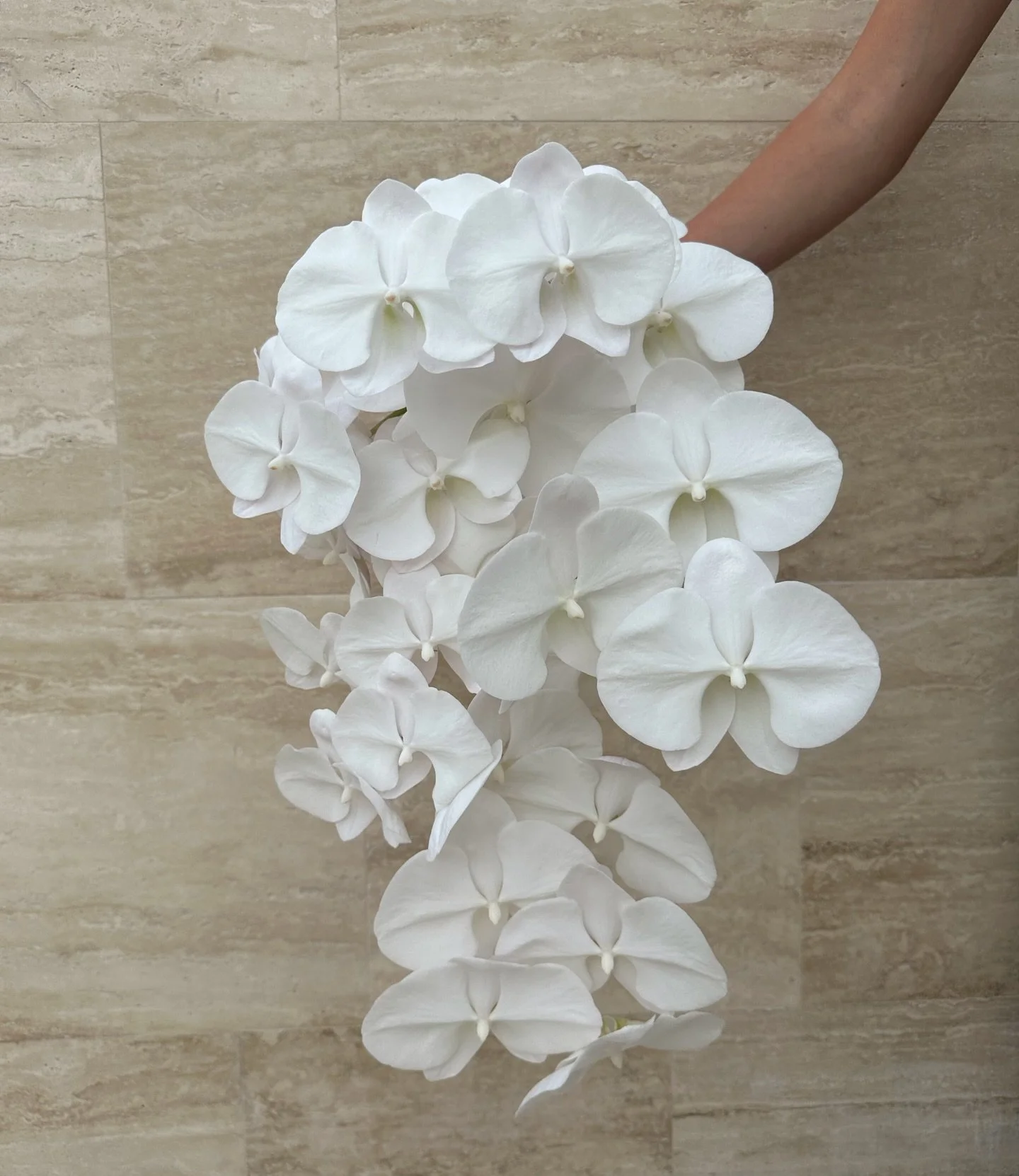 🦋 🦋🦋🦋🦋