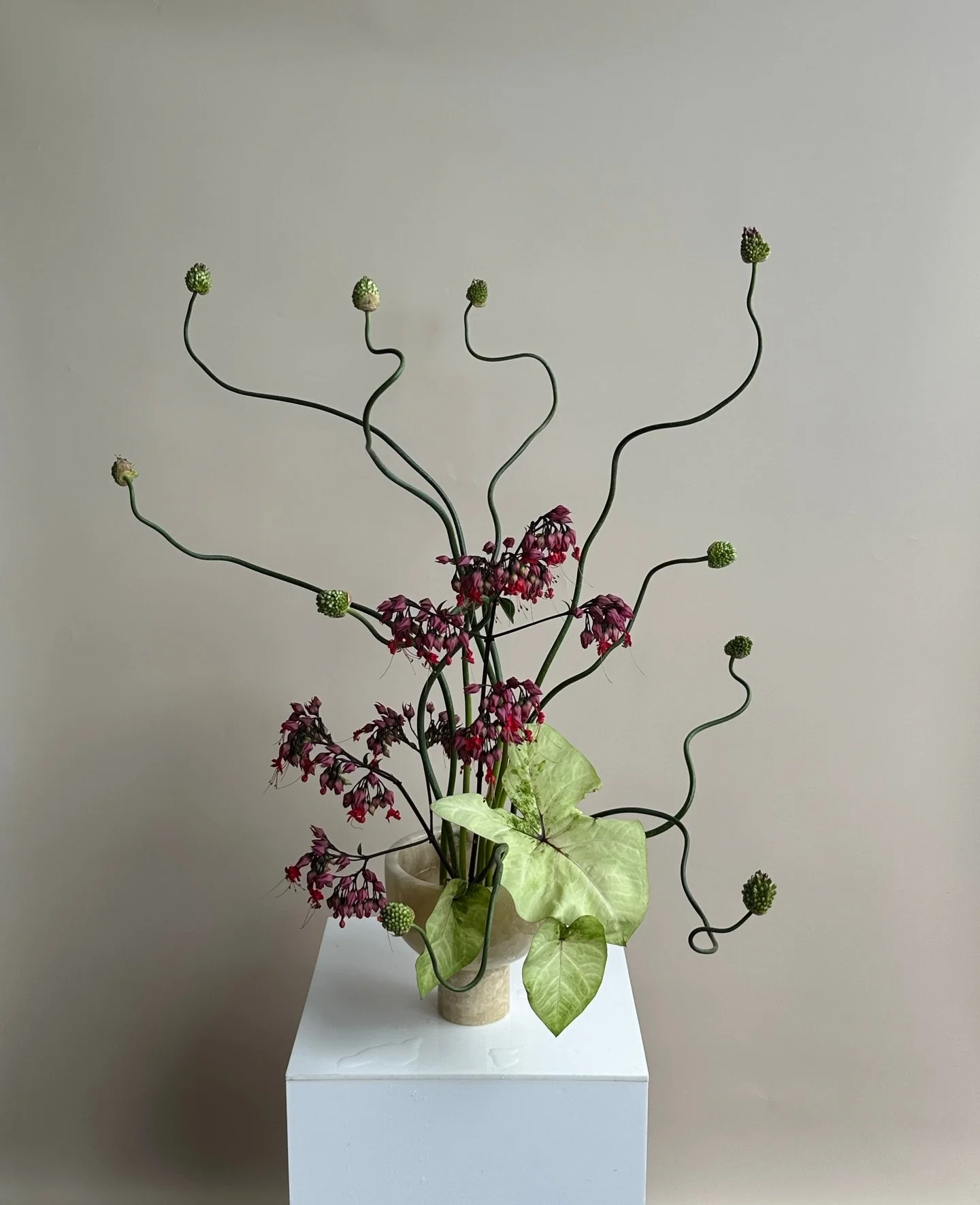 🐙 

#wildthing #floweraddict #sculpturalappreciation