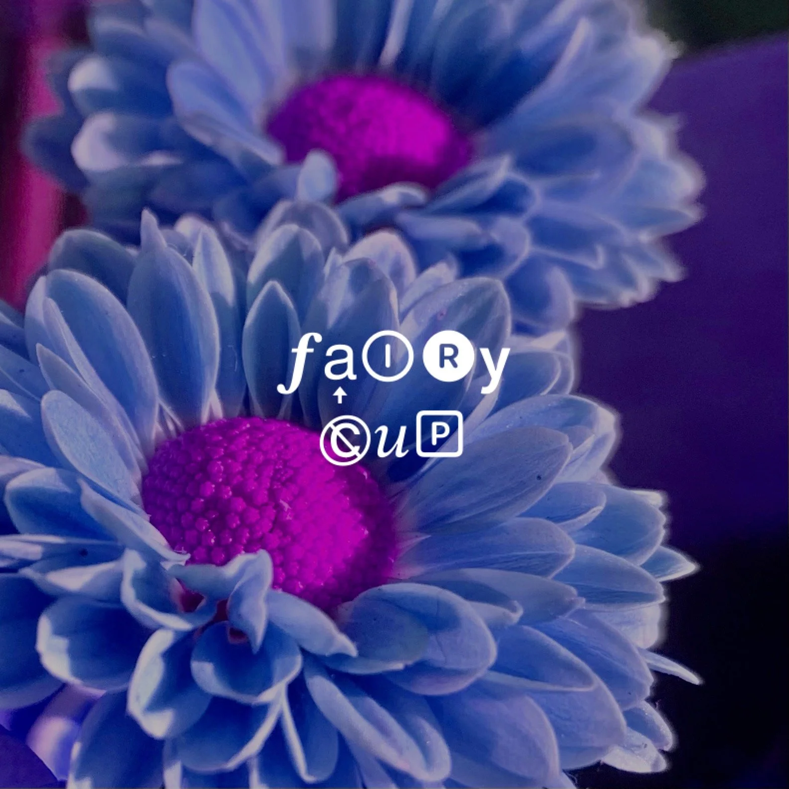 fairy cup vol.111.JPG