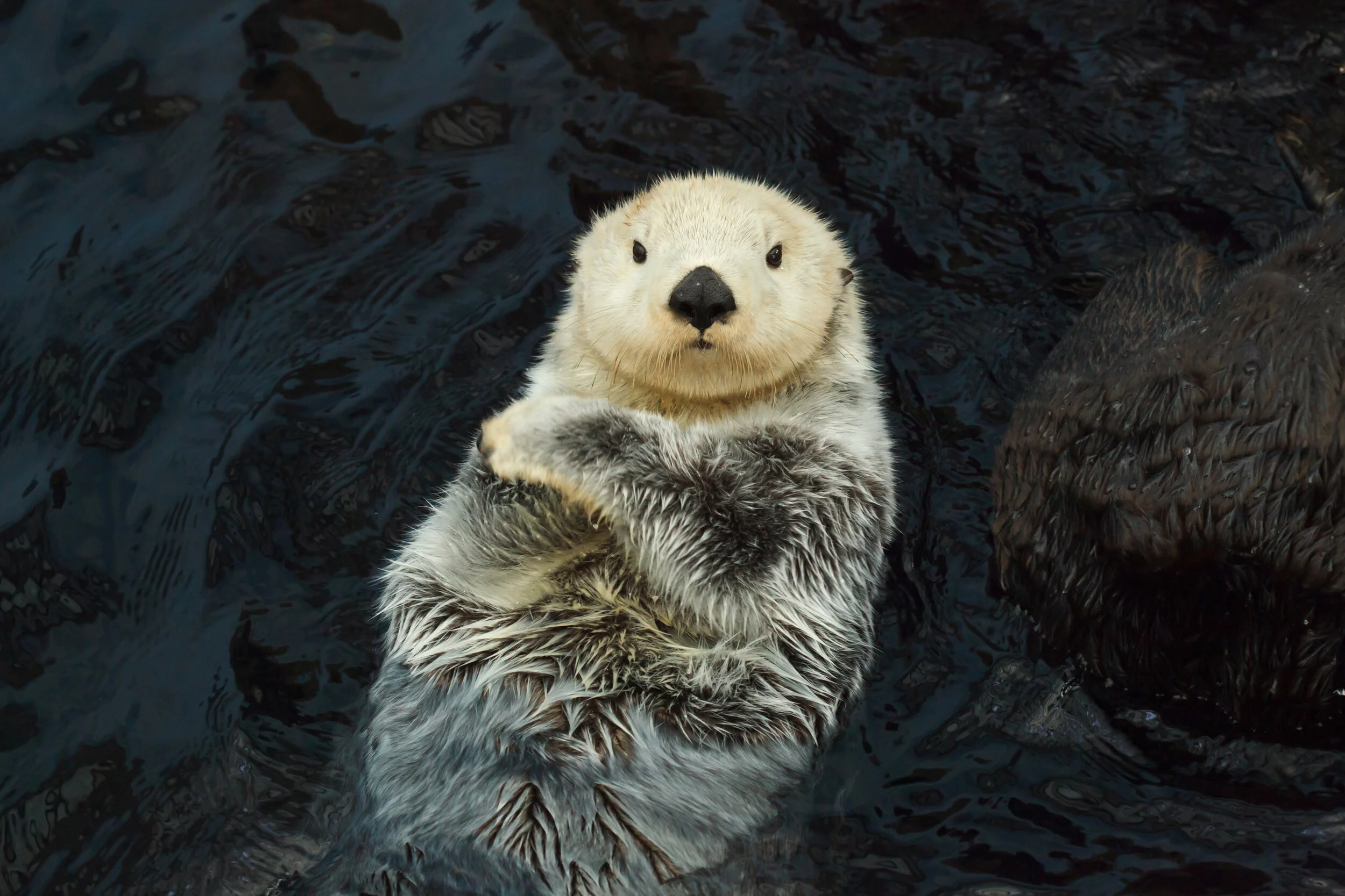 A Sea Otter in a Dark Cave