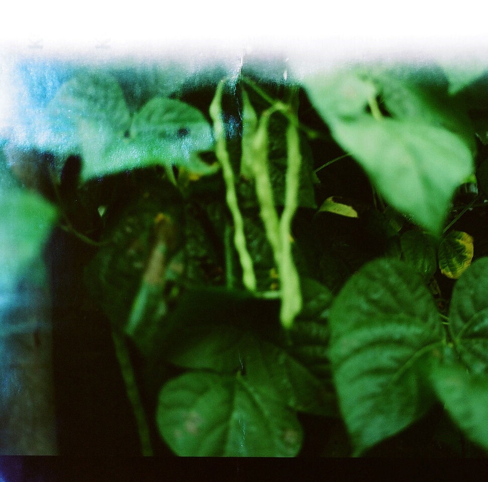 Grow01.jpg