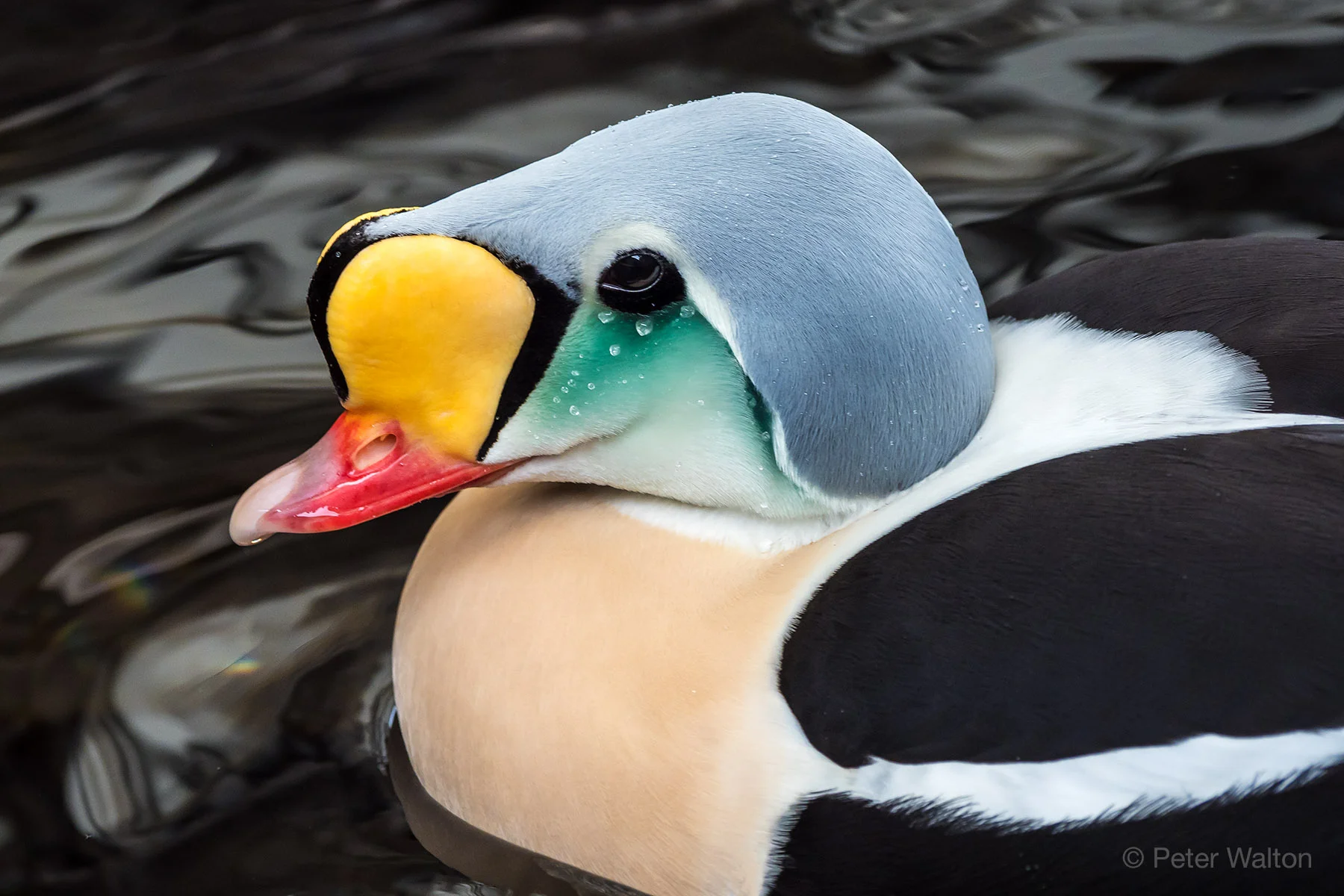 Puffin at Seward.jpg
