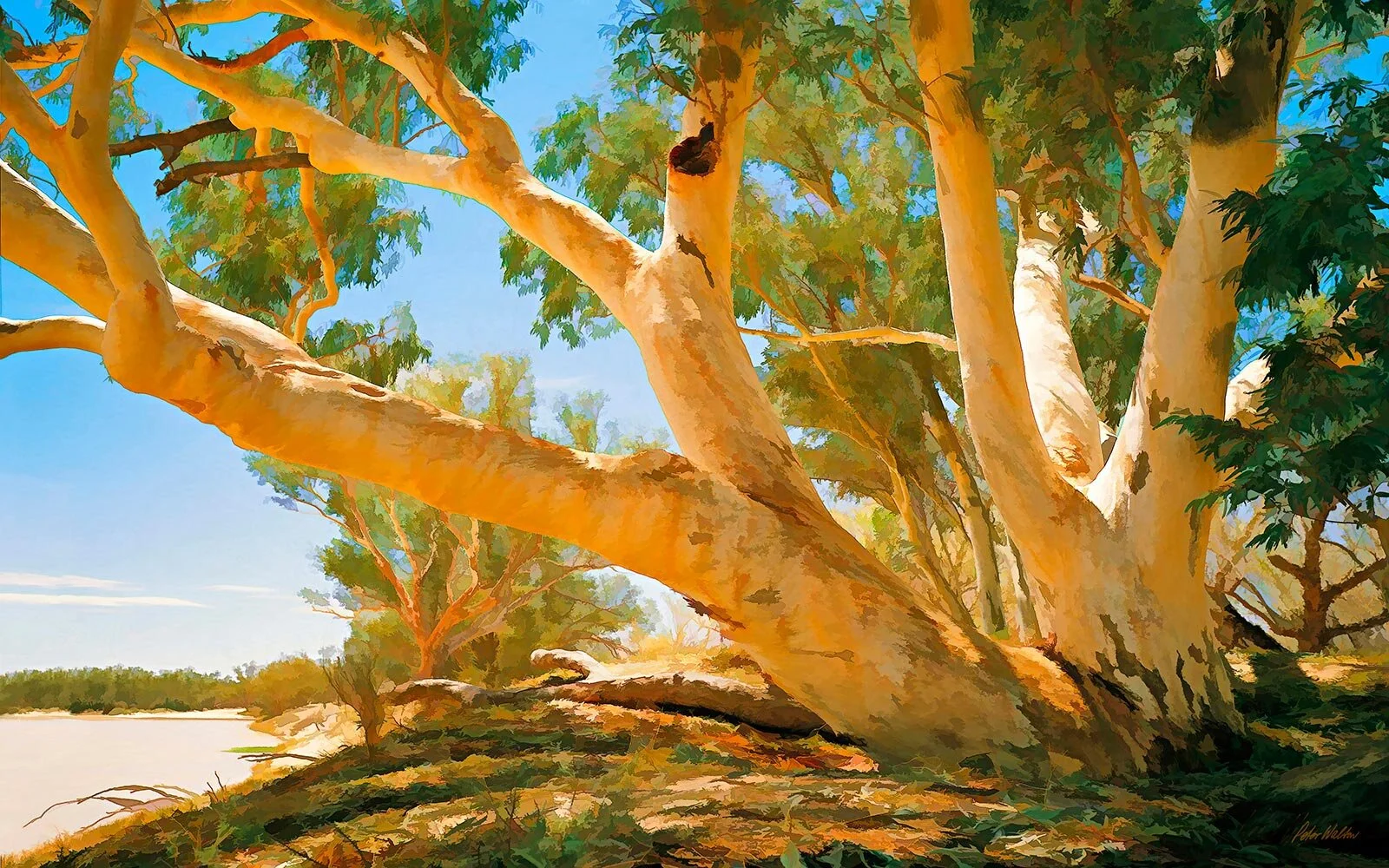 COOPERS CREEK GUMS