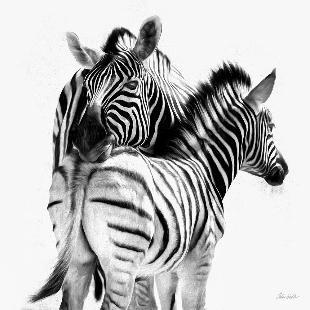 MOTHER ZEBRA AND FOAL