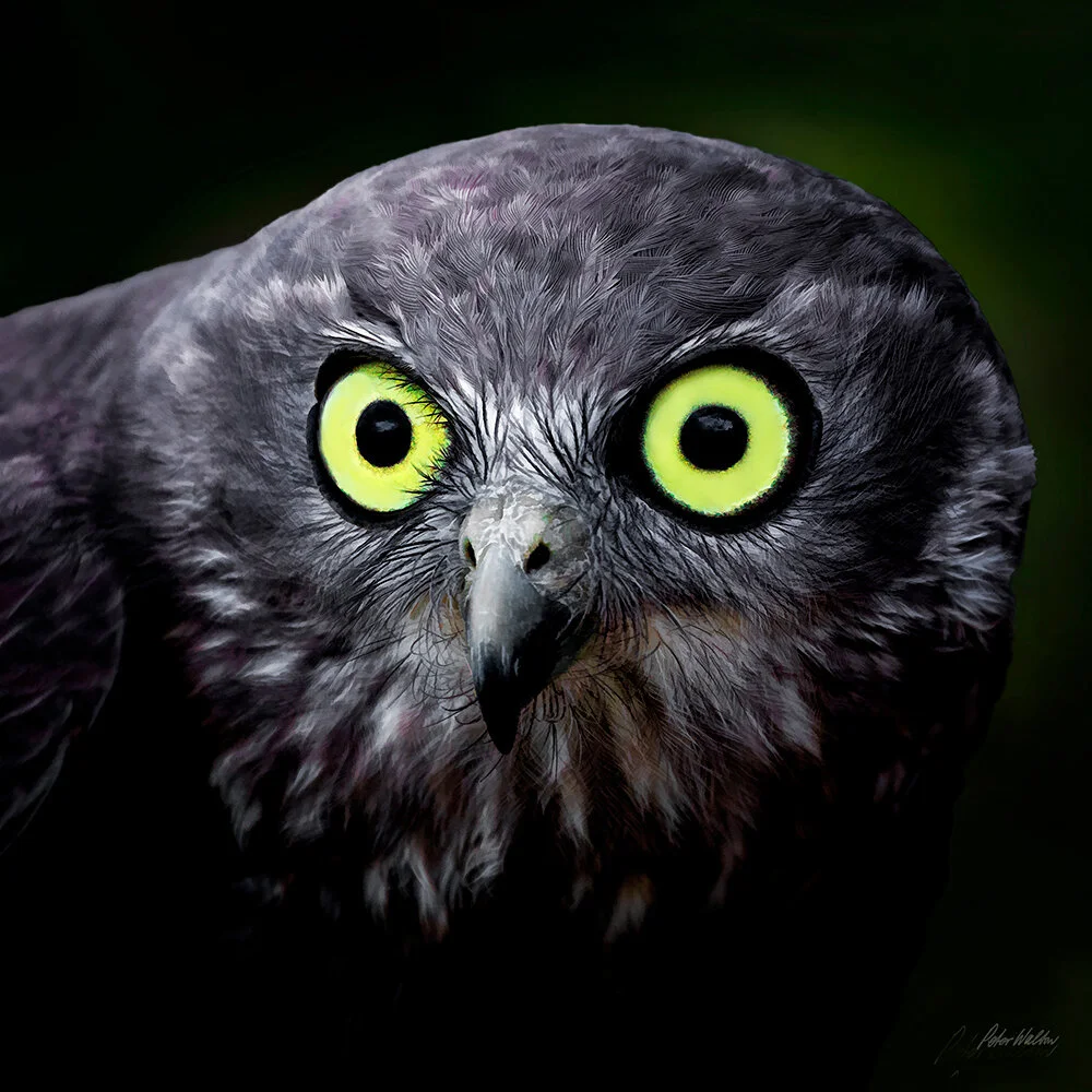 STARE OF THE OWL