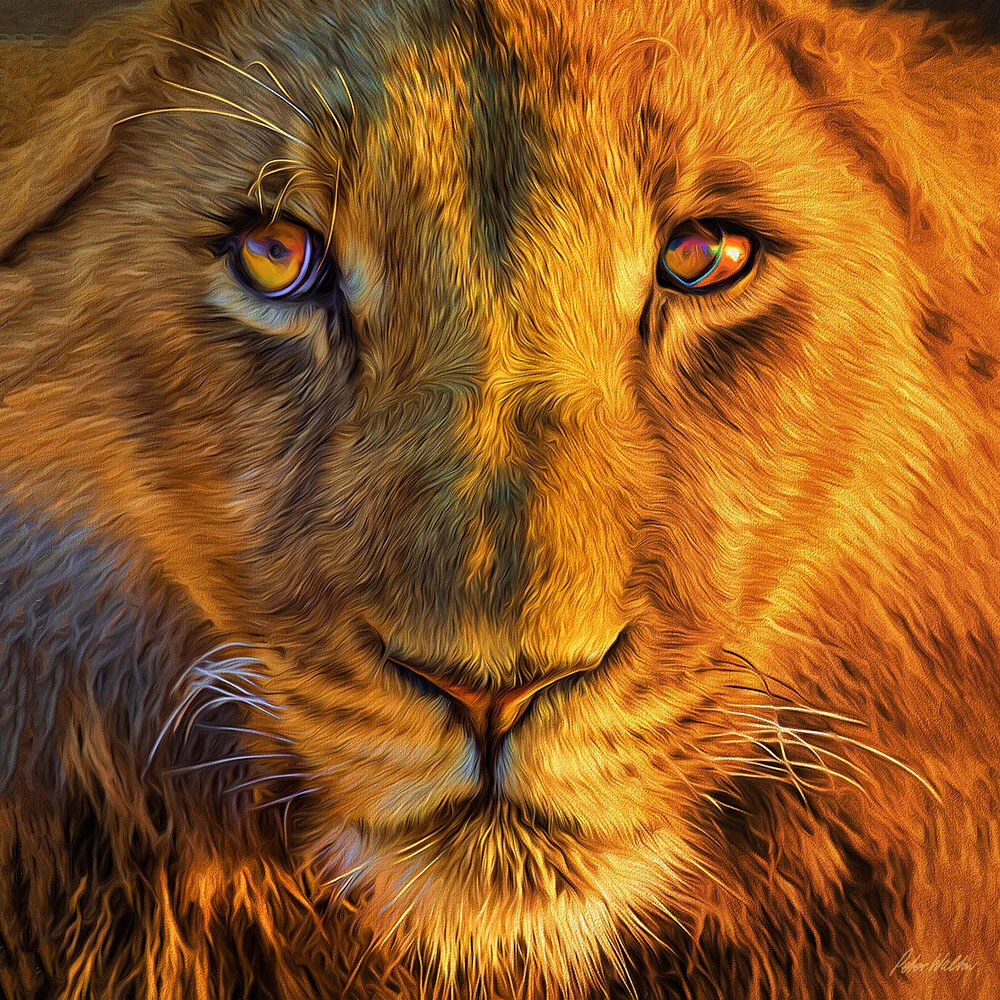 CROSS-EYED LION