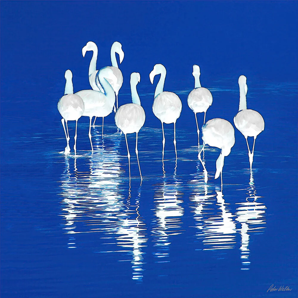 Flamingos Blue